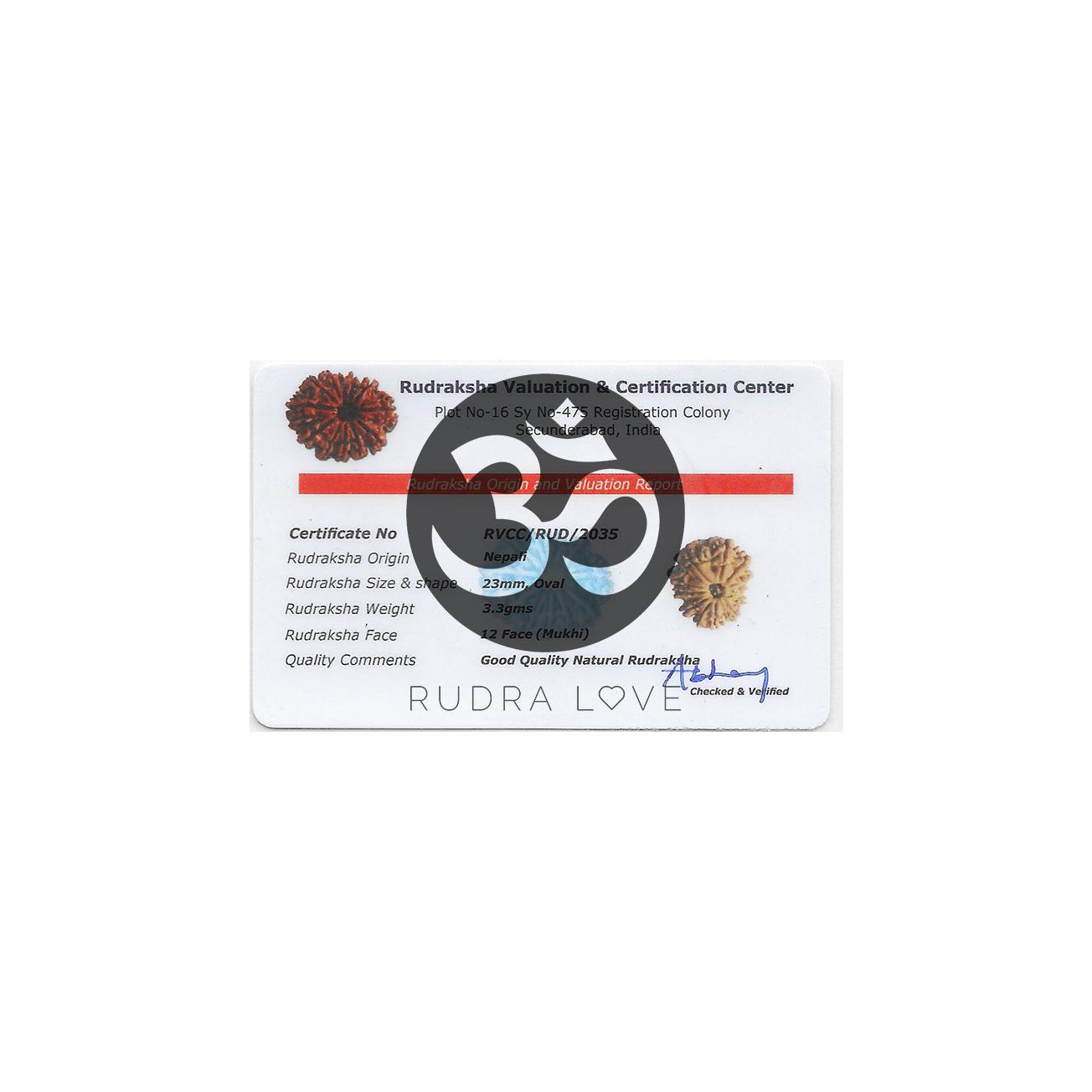 Rare 12 Mukhi Rudraksha - Leadership