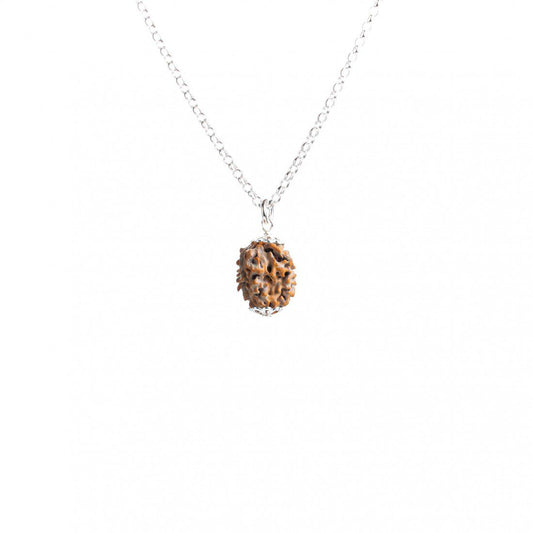 Rudraksha Rara de 2 Mukhis – eliminación de obstáculos